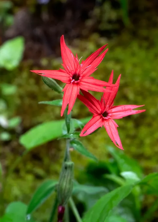 Fire Pink (Silene virginica)