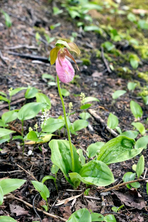 Pink Lady's Slipper (Cypripedium acaule)