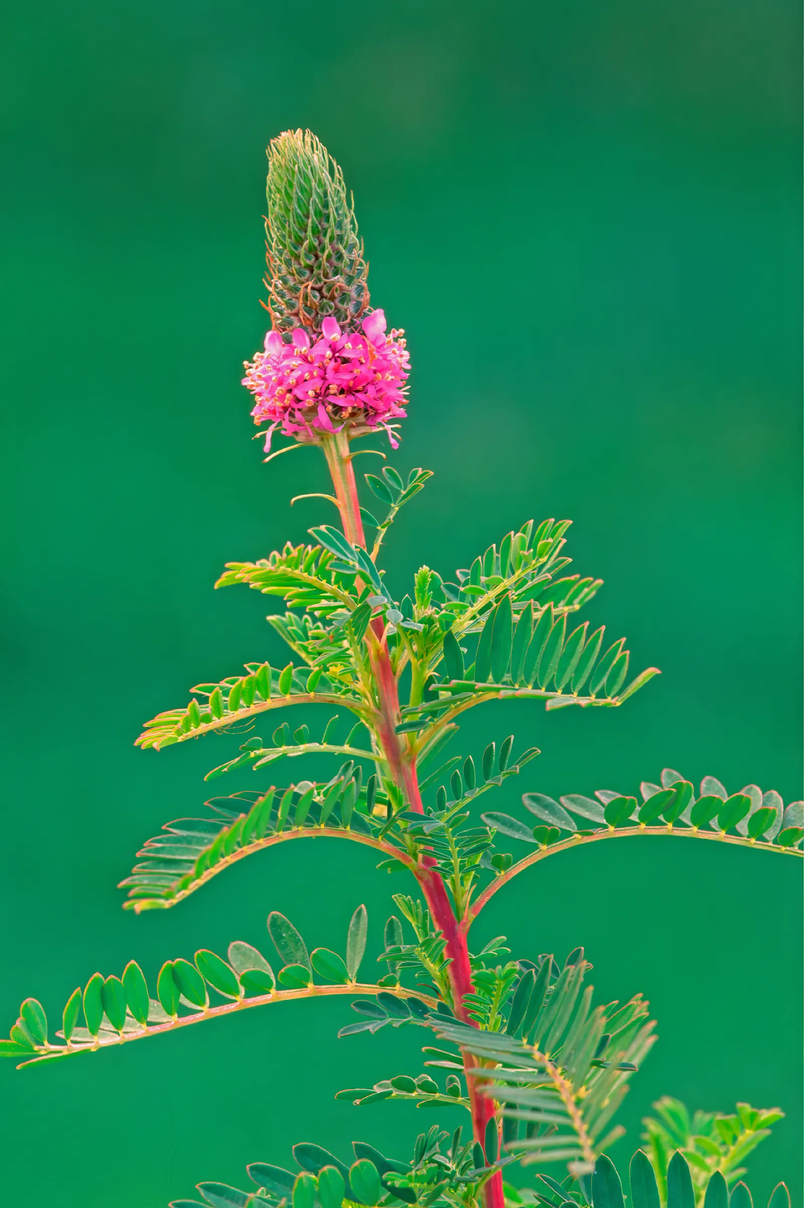 Leafy Prairie-clover (Dalea foliosa)