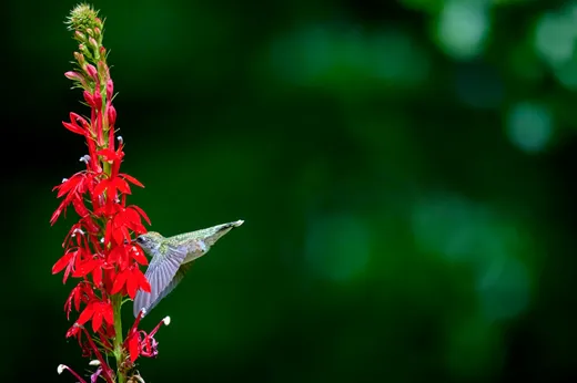 Cardinal Flower (Lobelia cardinalis)