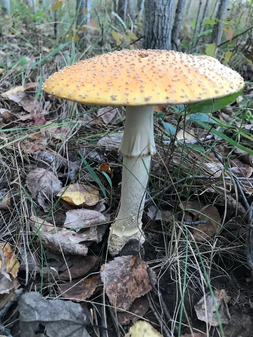 Fly Agaric (Amanita muscaria var. guessowii)