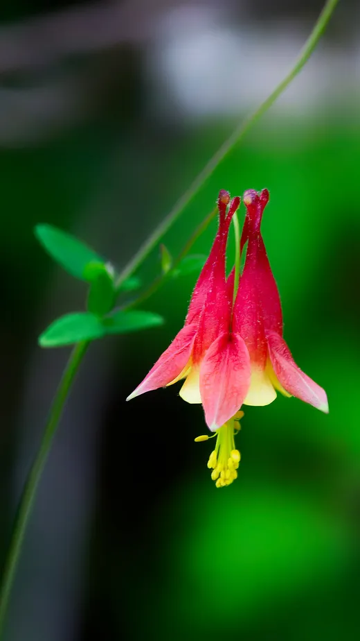 Wild Columbine (Aquilegia canadensis)