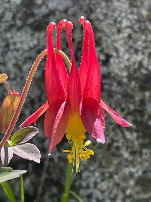 Wild Columbine (Aquilegia canadensis)