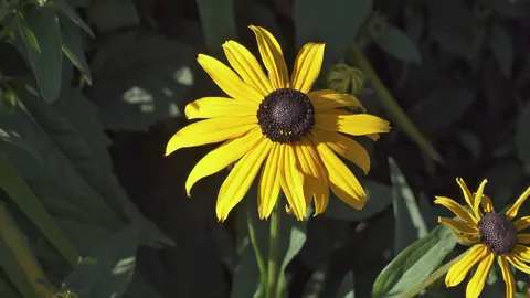 Black-eyed Susan (Rudbeckia hirta)