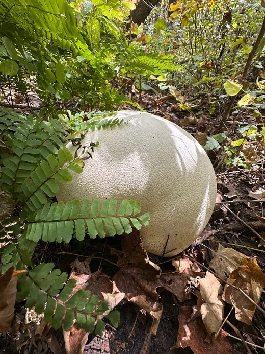 Giant Puffball (Calvatia gigantea)