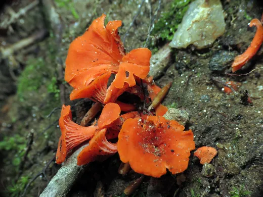 Cinnabar Chanterelle (Cantharellus cinnabarinus)