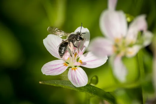Spring Beauty (Claytonia virginica)