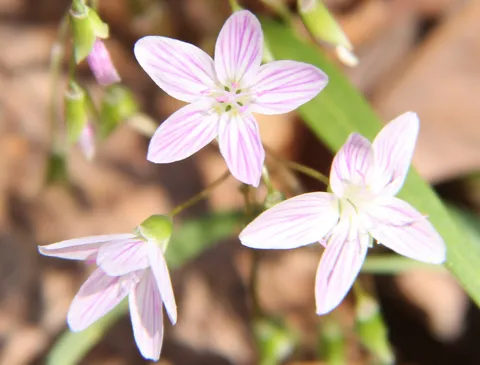 Spring Beauty (Claytonia virginica)