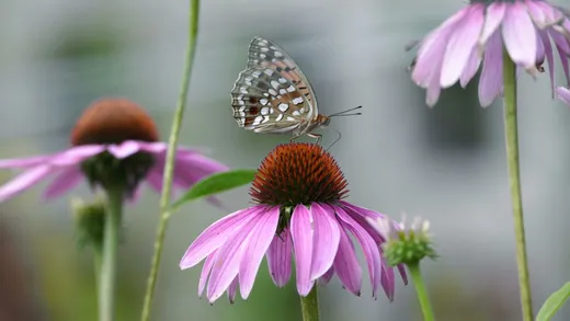 Purple Coneflower (Echinacea purpurea)