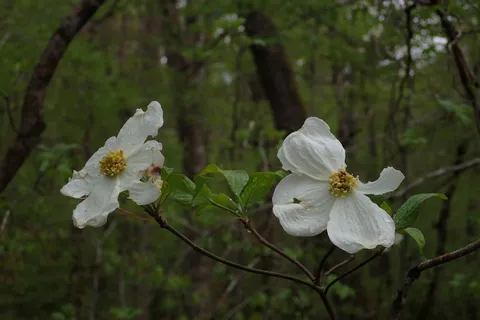 Flowering Dogwood (Cornus florida)
