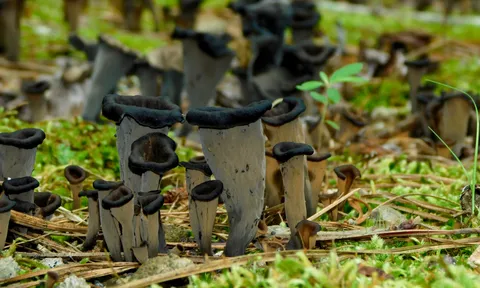 Black Trumpet (Craterellus fallax)
