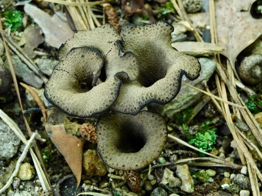 Black Trumpet (Craterellus fallax)