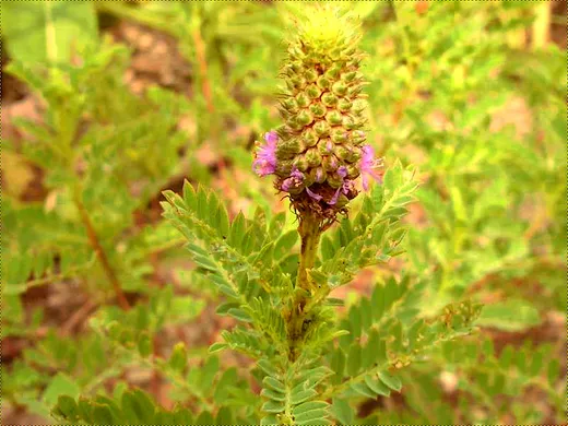 Leafy Prairie-clover (Dalea foliosa)