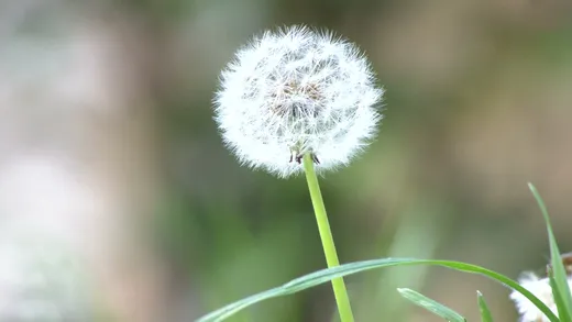 Dandelion (Taraxacum officinale)