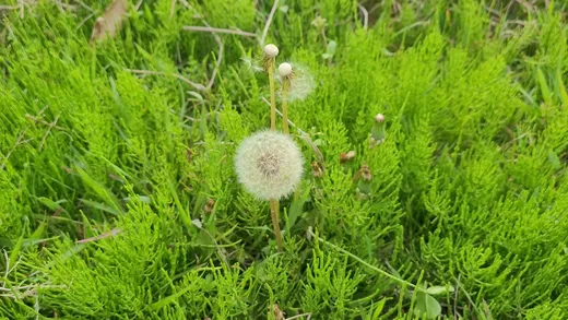 Dandelion (Taraxacum officinale)