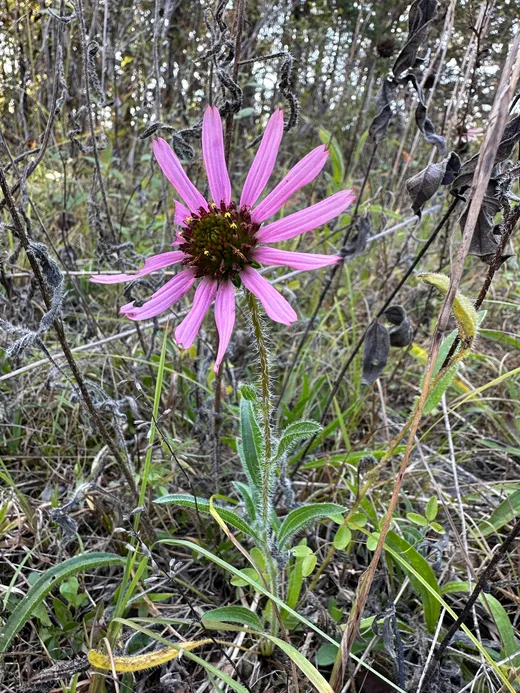 Tennessee Coneflower (Echinacea tennesseensis)