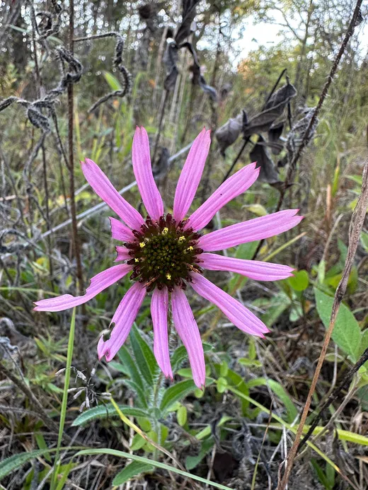 Tennessee Coneflower (Echinacea tennesseensis)