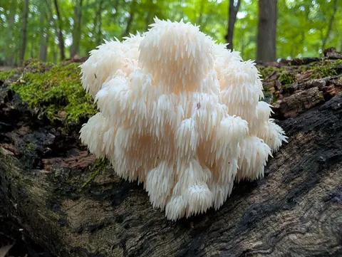 Bear's Head Tooth (Hericium americanum)