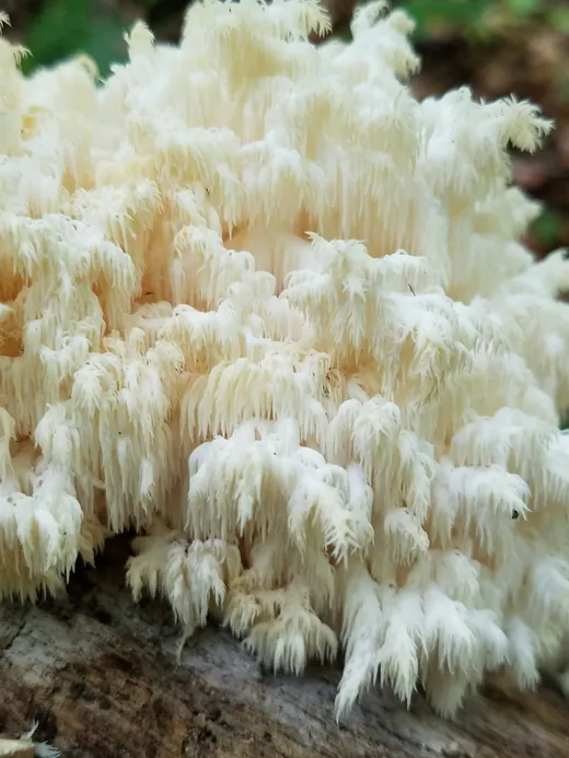 Bear's Head Tooth (Hericium americanum)