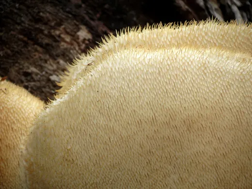 Lion's Mane (Hericium erinaceus)