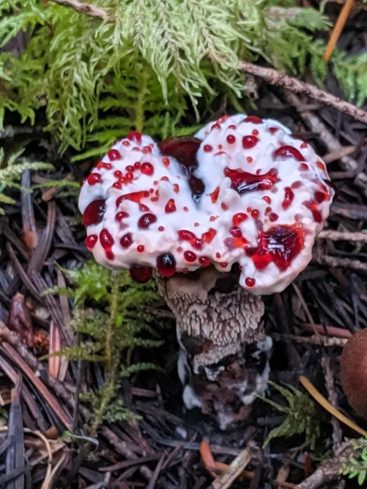 Bleeding Tooth (Hydnellum peckii)