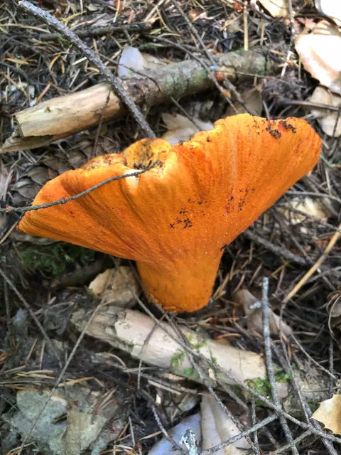 Lobster Mushroom (Hypomyces lactifluorum)