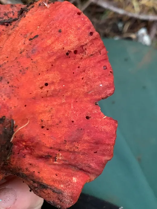 Lobster Mushroom (Hypomyces lactifluorum)