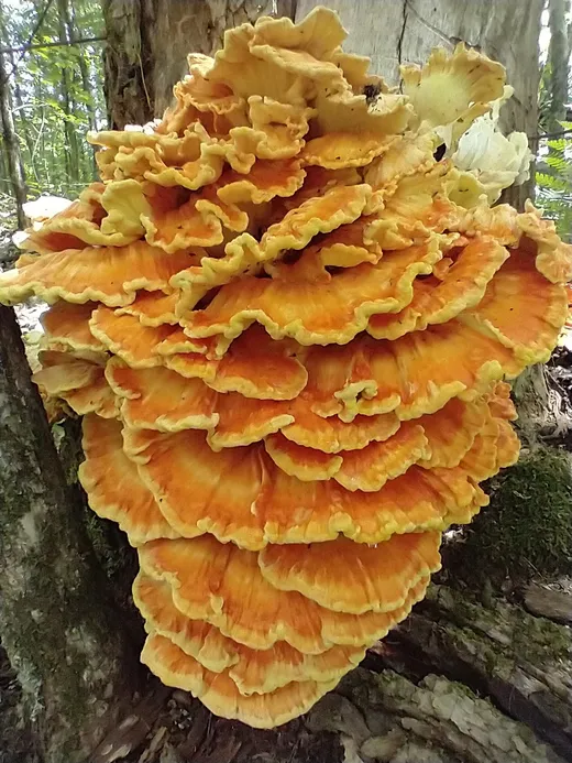 Chicken of the Woods (Laetiporus sulphureus)