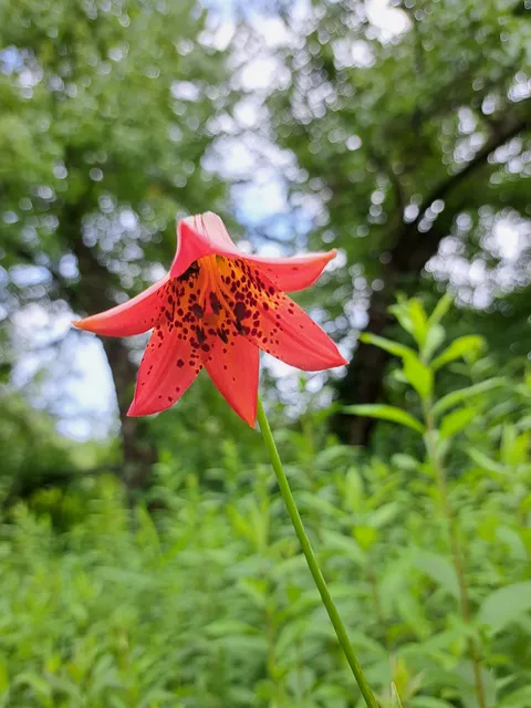 Gray's Lily (Lilium grayi)