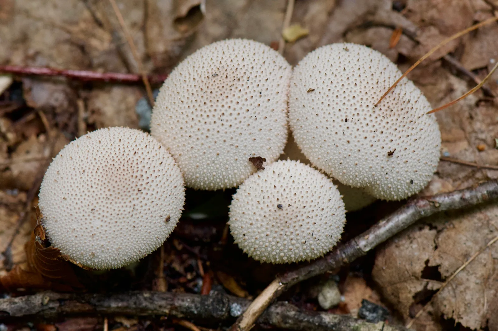 Common Puffball (Lycoperdon perlatum)