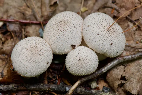 Common Puffball (Lycoperdon perlatum)