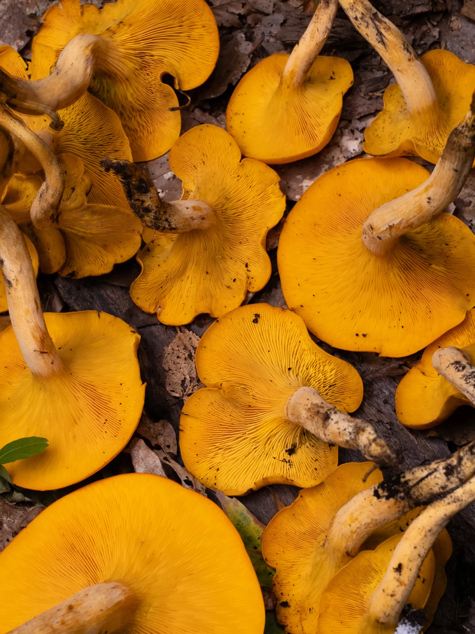 Jack-o'-Lantern (Omphalotus illudens)
