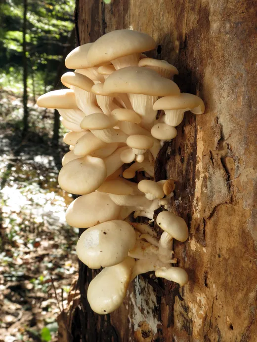 Oyster Mushroom (Pleurotus ostreatus)