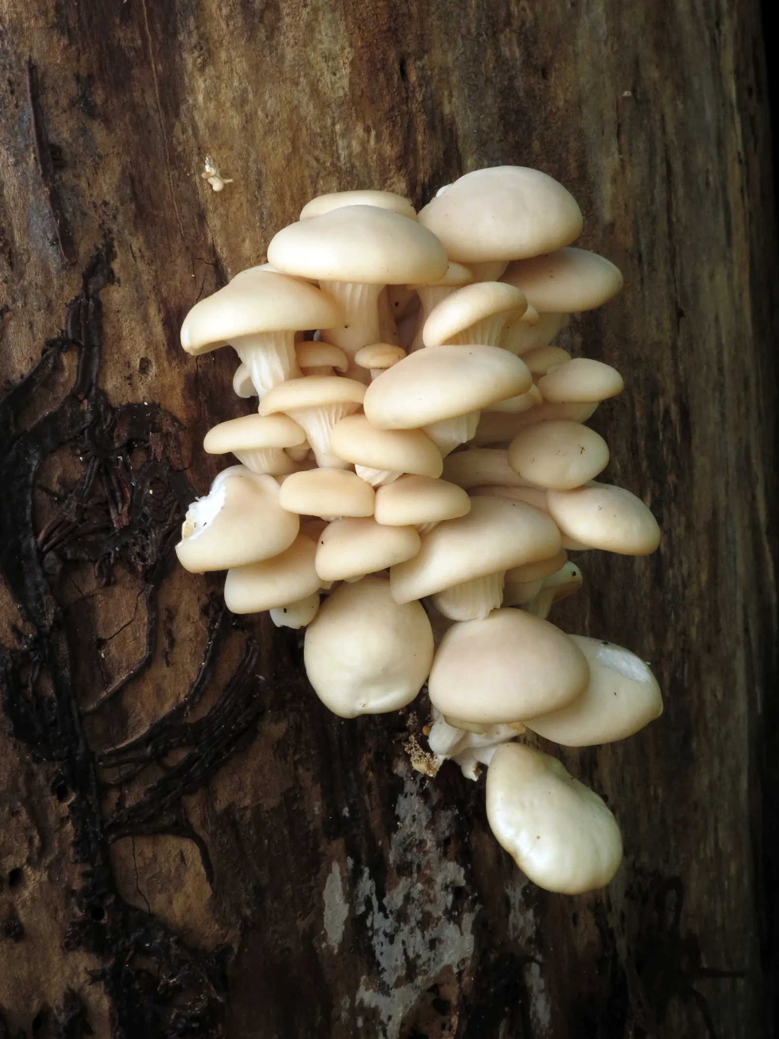 Oyster Mushroom (Pleurotus ostreatus)