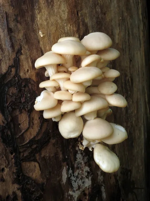 Oyster Mushroom (Pleurotus ostreatus)