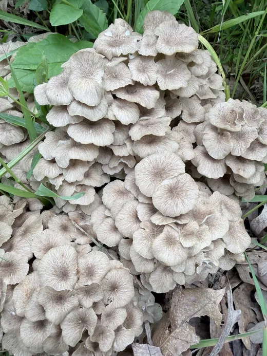 Umbrella Polypore (Polyporus umbellatus)