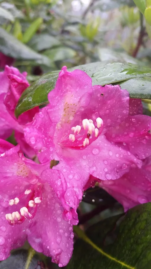 Catawba Rhododendron (Rhododendron catawbiense)
