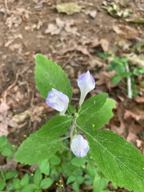 Large-flowered Skullcap (Scutellaria montana)