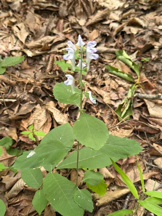 Large-flowered Skullcap (Scutellaria montana)