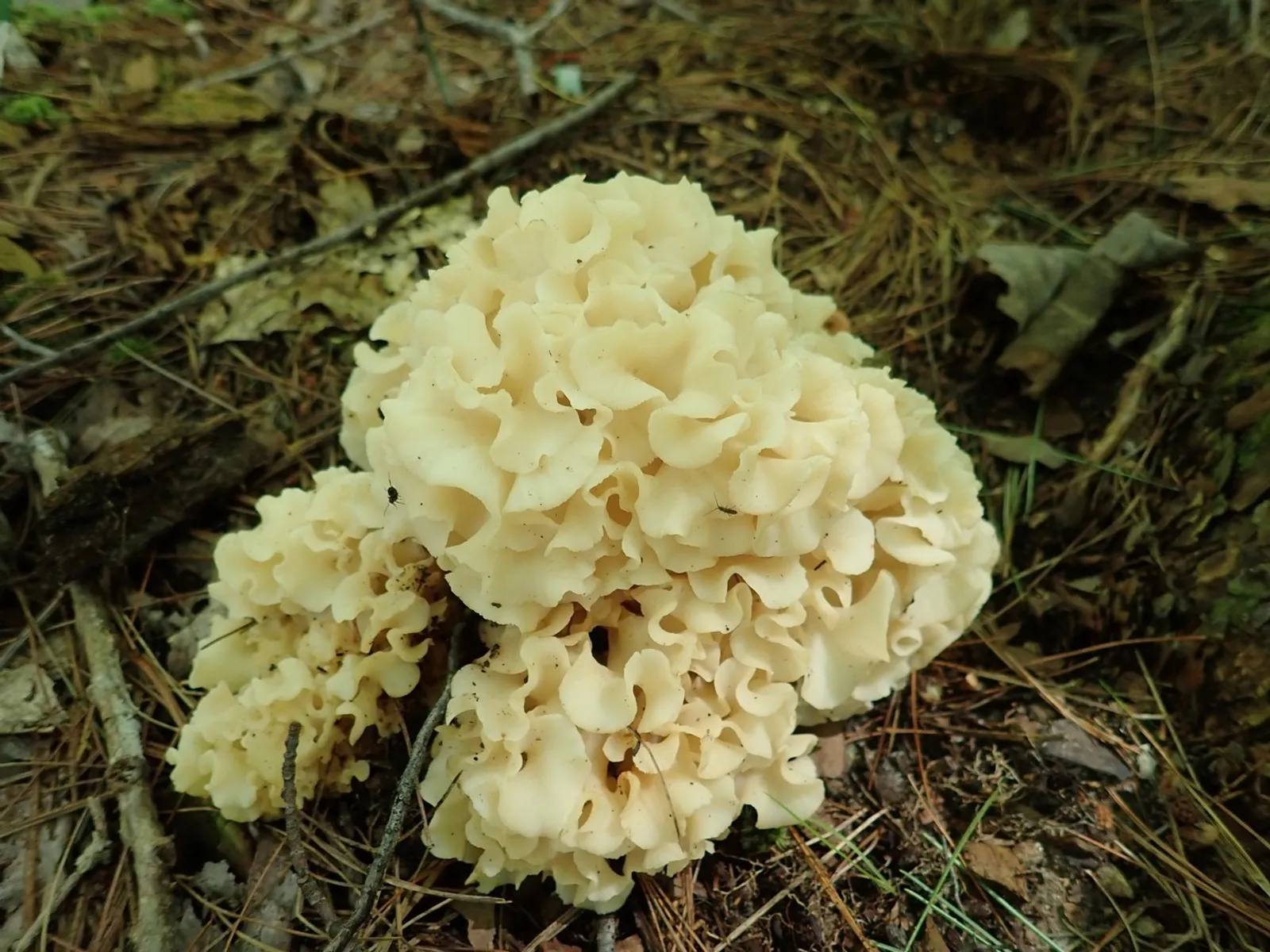 Cauliflower Mushroom (Sparassis americana)