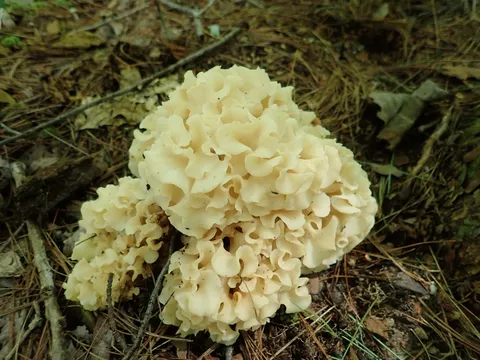 Cauliflower Mushroom (Sparassis americana)
