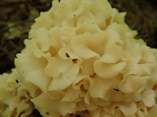 Cauliflower Mushroom (Sparassis americana)