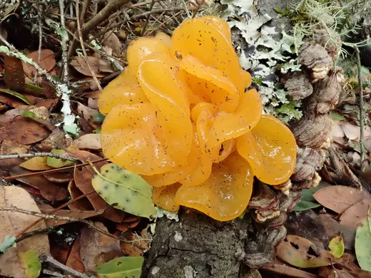 Witch's Butter (Tremella mesenterica)