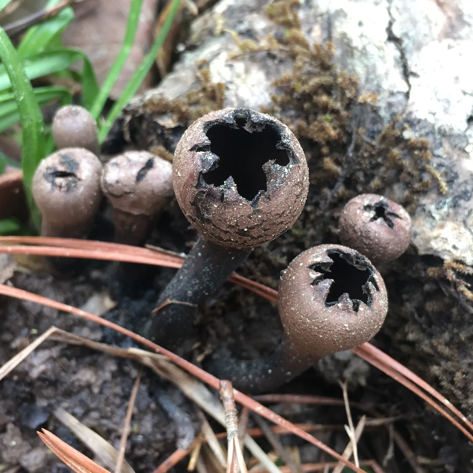 Devil's Urn (Urnula craterium)